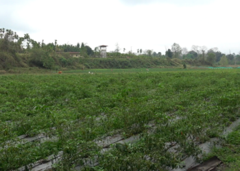 Chilli trade picks up for Norbugang farmers